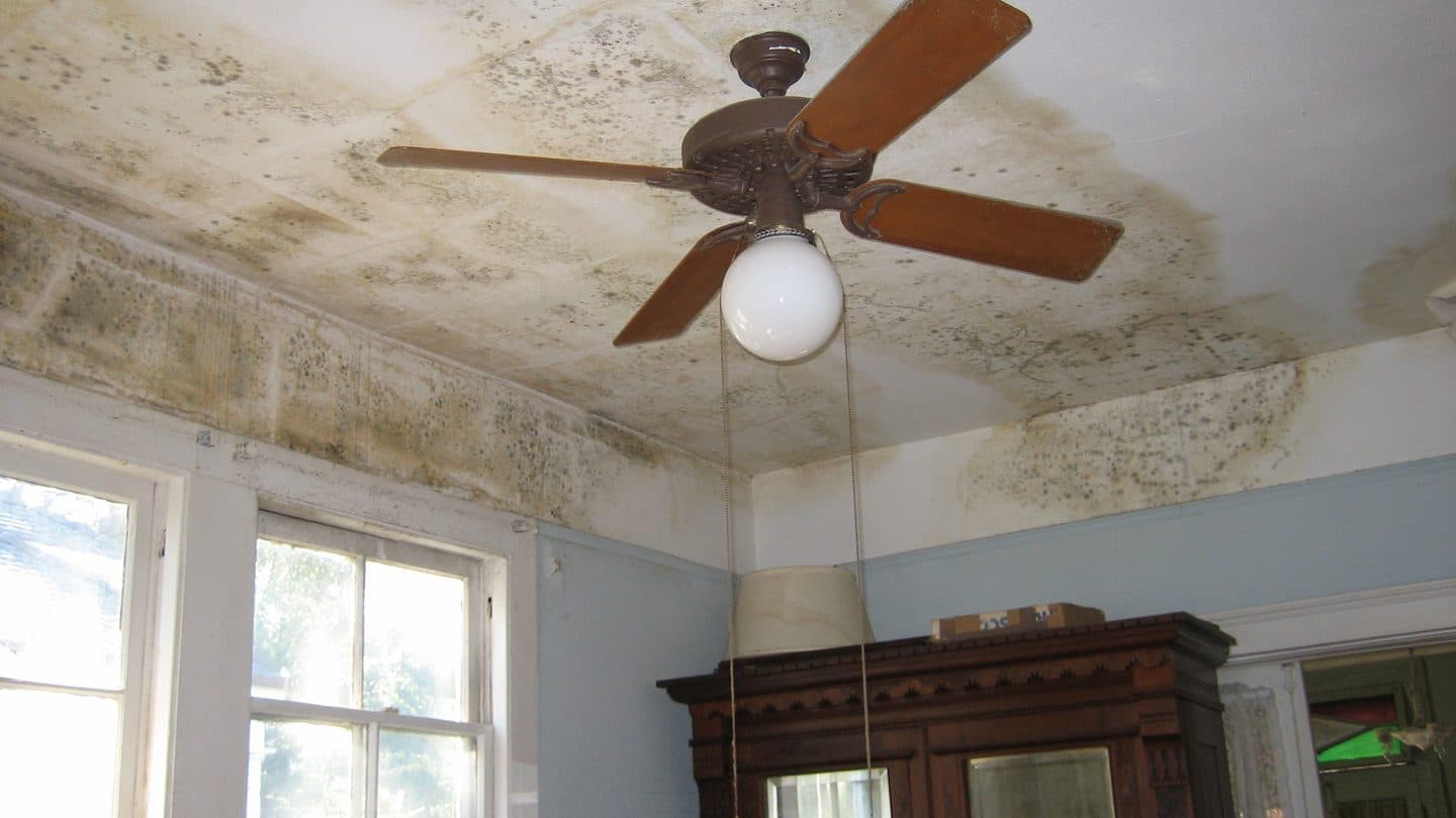 Bedroom ceiling stained with mold and water marks around a ceiling fan after a leak