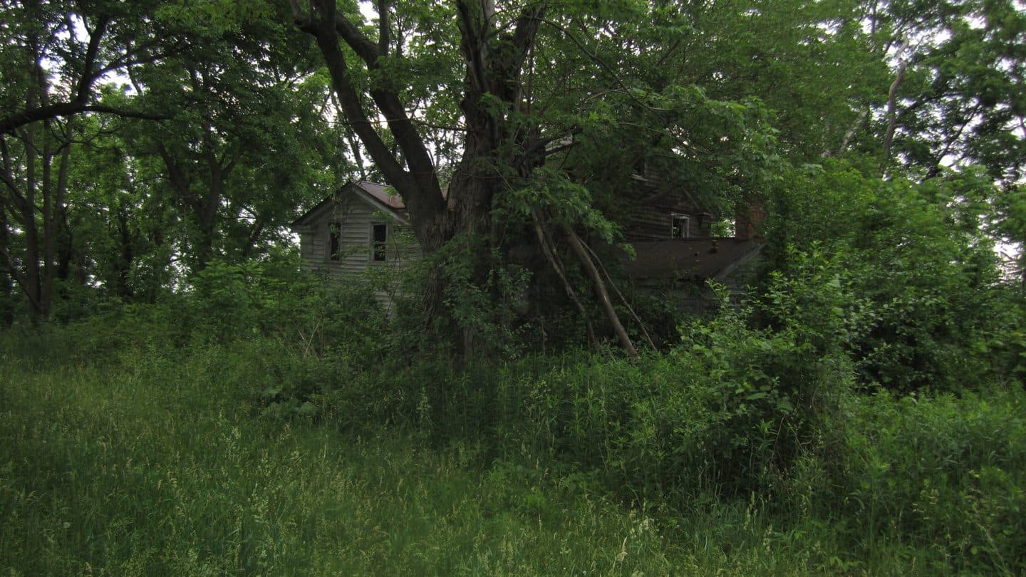Vacant wooden house swallowed by trees and tall weeds after years of neglect