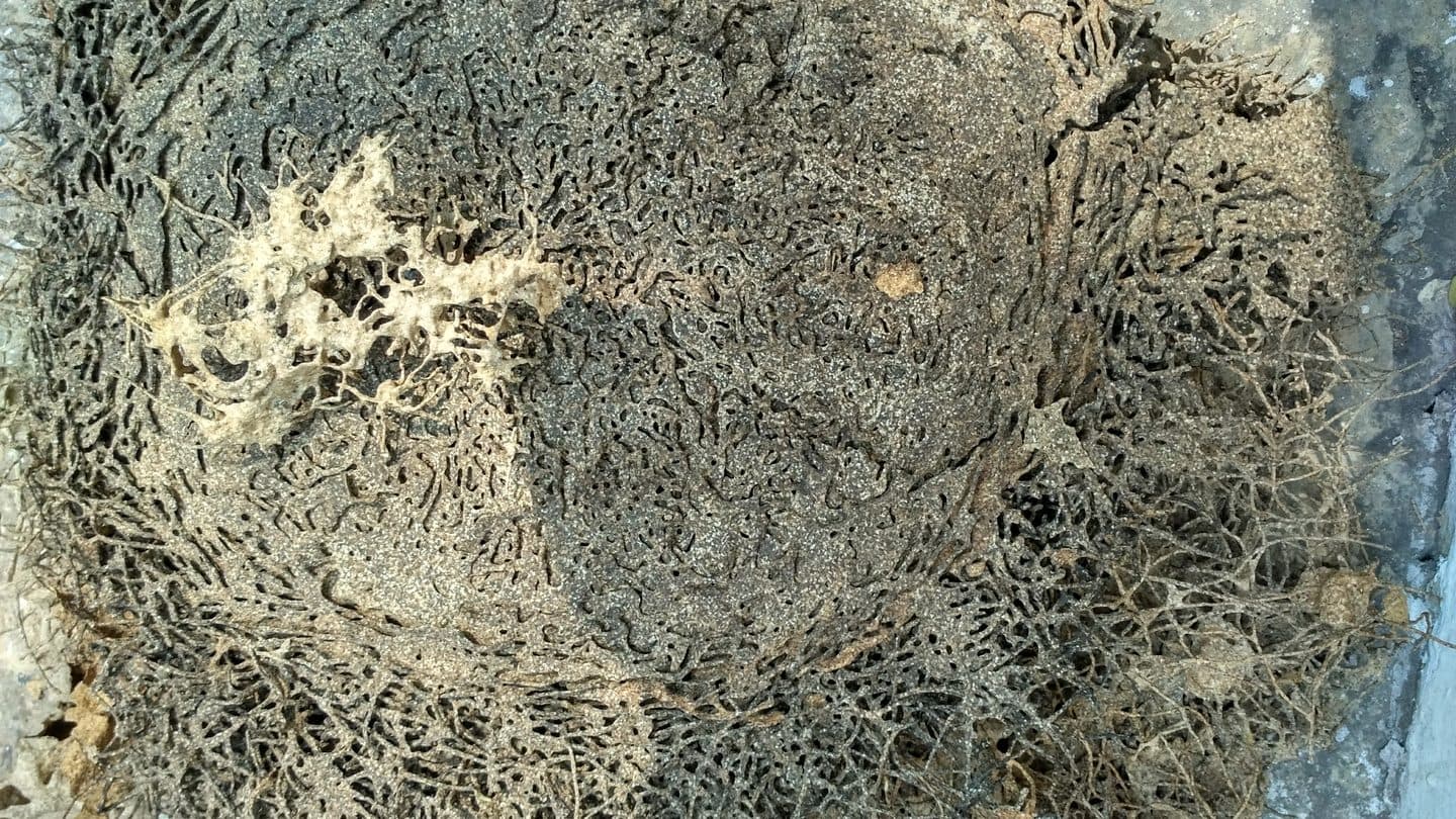 Close-up of wood tunneled into galleries by an active termite infestation