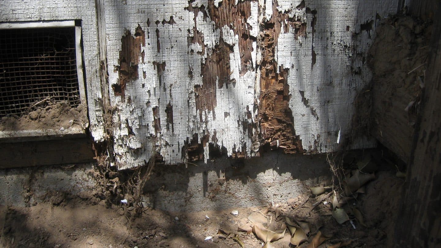 House siding eaten through by termites above the concrete foundation, with hollowed wood and a rusted vent